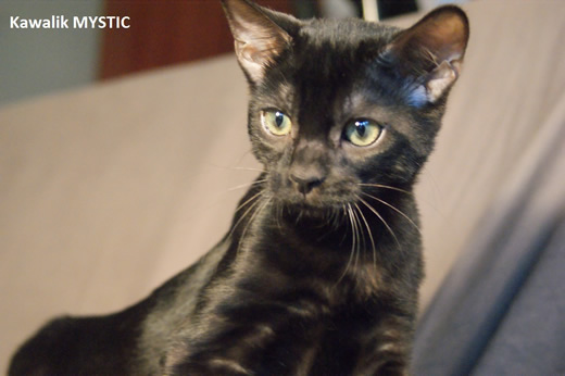 chaton bengal  panthere noire